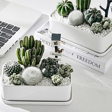 Anothera Succulent Bonsai Rocks for DIY Gardens and Aquariums