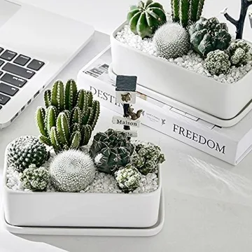 Anothera Succulent Bonsai Rocks for DIY Gardens and Aquariums