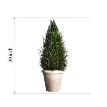 LeafLuxe Mini Natural Pine Christmas Tree with Ceramic Planter - 10 Inch Tabletop Miniature Tree for Festive Home Decor