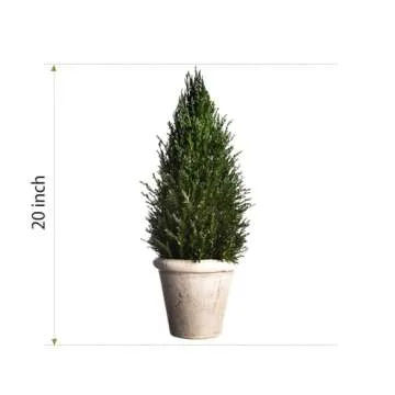 LeafLuxe Mini Natural Pine Christmas Tree with Ceramic Planter - 10 Inch Tabletop Miniature Tree for Festive Home Decor