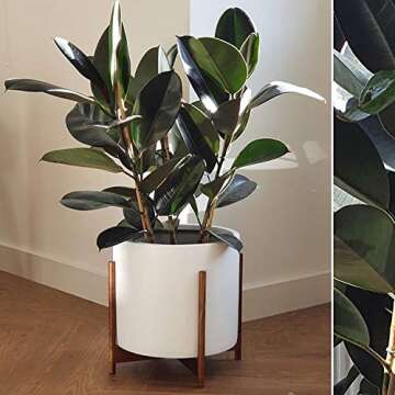 Fox & Fern Mid Century Plant Stand - Eco-Friendly Indoor Holder