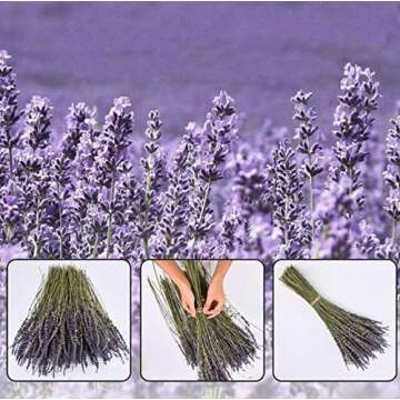 Lavender Bundles%100 Fresh Dried Natural Lavender Flowers for Home Fragrance, Home Decoration, Photo Props, 2 Bundles, Car Smell