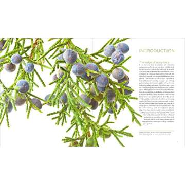 Seeing Seeds: Explore Nature’s Stunning Seedheads