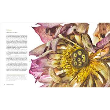 Seeing Seeds: Explore Nature’s Stunning Seedheads