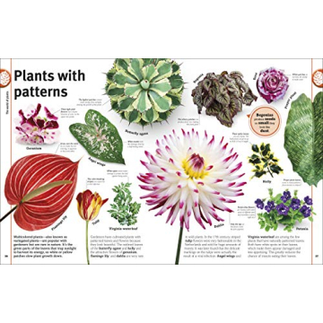Trees, Leaves, Flowers and Seeds: A Visual Encyclopedia of the Plant Kingdom (DK Our World in Pictures)