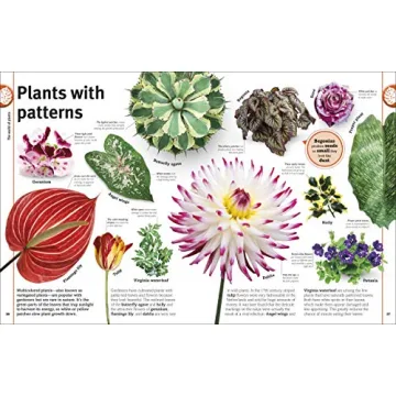 Trees, Leaves, Flowers and Seeds: A Visual Encyclopedia of the Plant Kingdom (DK Our World in Pictures)