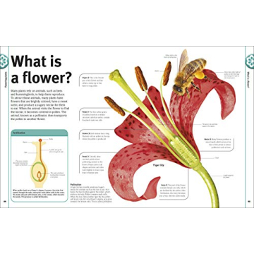 Trees, Leaves, Flowers and Seeds: A Visual Encyclopedia of the Plant Kingdom (DK Our World in Pictures)