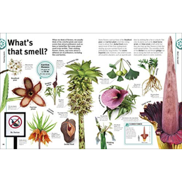 Trees, Leaves, Flowers and Seeds: A Visual Encyclopedia of the Plant Kingdom (DK Our World in Pictures)