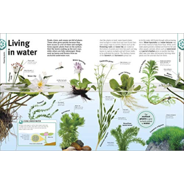 Trees, Leaves, Flowers and Seeds: A Visual Encyclopedia of the Plant Kingdom (DK Our World in Pictures)