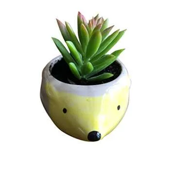 Cute Lemon Hedgehog Succulent Planter - Perfect Gift