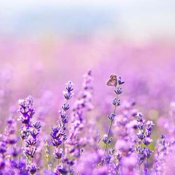 Earthborn Elements Lavender Epsom Salt, Infused with Essential Oil, Always Pure (1 Gallon)