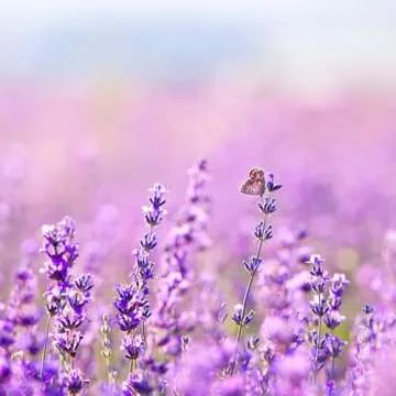 Earthborn Elements Lavender Epsom Salt, Infused with Essential Oil, Always Pure (1 Gallon)