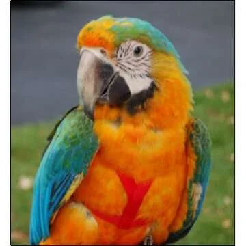 The AVIATOR Pet Bird Harness and Leash: Large Silver