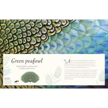 An Anthology of Exquisite Birds | A Journey into Nature's Avian Wonders