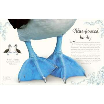 Exquisite Bird Anthology for Kids | Nature's Best