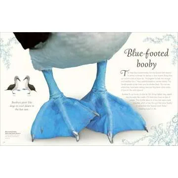 Exquisite Bird Anthology for Kids | Nature's Best