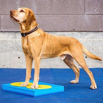 FitPAWS® Dog Training Targets 10", Set of 4 | Dog Exercise Equipment for Fitness & Rehabilitation