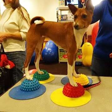 FitPAWS® Dog Training Targets 10", Set of 4 | Dog Exercise Equipment for Fitness & Rehabilitation