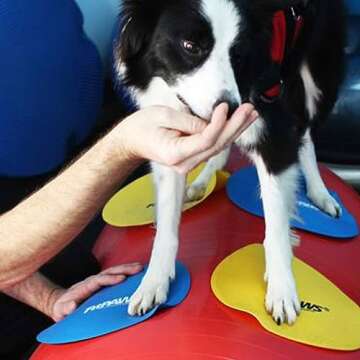 FitPAWS® Dog Training Targets 10", Set of 4 | Dog Exercise Equipment for Fitness & Rehabilitation