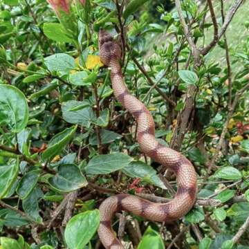 Porgaten Fake Snakes Rubber Snake Realistic Keep Birds Away, 2 Packs Plastics Snake That Look Real for Garden Props to Keep Birds Away, Novelty Toys for Playing Jokes Snake Toys for Party Favors