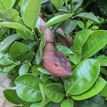 Porgaten Fake Snakes Rubber Snake Realistic Keep Birds Away, 2 Packs Plastics Snake That Look Real for Garden Props to Keep Birds Away, Novelty Toys for Playing Jokes Snake Toys for Party Favors