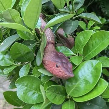 Porgaten Realistic Fake Snakes Set for Gardens and Parties