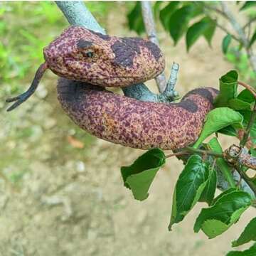 Porgaten Fake Snakes Rubber Snake Realistic Keep Birds Away, 2 Packs Plastics Snake That Look Real for Garden Props to Keep Birds Away, Novelty Toys for Playing Jokes Snake Toys for Party Favors