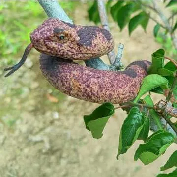 Porgaten Realistic Fake Snakes Set for Gardens and Parties