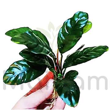 Anubias Barteri Coffeefolia Loose Rhizome Live Aquarium Plants Freshwater 3 Days Live Guaranteed by ...