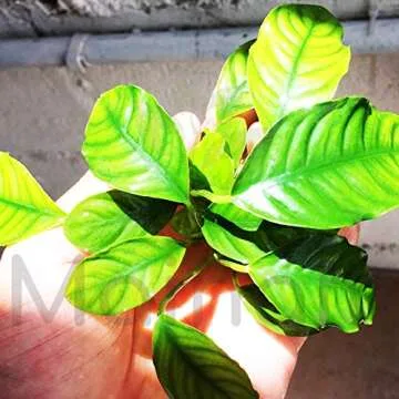 Anubias Barteri Coffeefolia Live Aquarium Plant for Sale