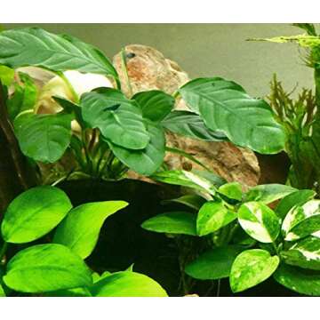 Anubias Barteri Coffeefolia Live Aquarium Plant for Sale