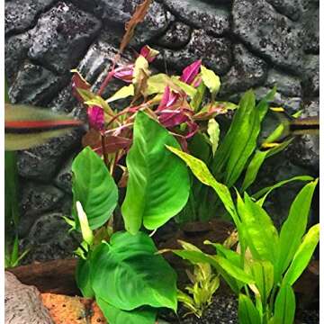 Anubias Barteri Coffeefolia Live Aquarium Plant for Sale