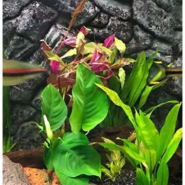 Anubias Barteri Coffeefolia Live Aquarium Plant for Sale