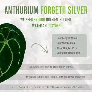 Anthurium Forgetii Silver by Leal Plants Ecuador - Elegant Houseplant | Compact & Easy Care