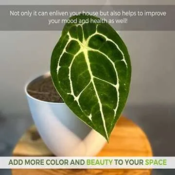 Anthurium Forgetii Silver by Leal Plants Ecuador - Elegant Houseplant