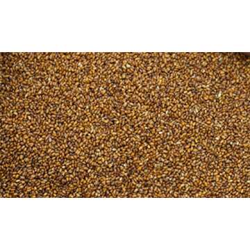 Maskal Brown Teff Grain, 16 Ounce (6 Pack) - Gluten-Free Superfood