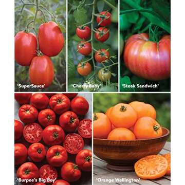 Burpee Best 10 Non-GMO Planting Tomato Seeds for Garden Gifts (1 Pack)