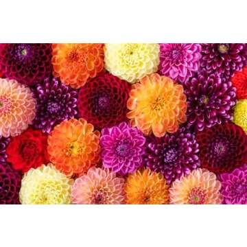 Brown Sugar Dahlia Tubers for Stunning Outdoor Blooms