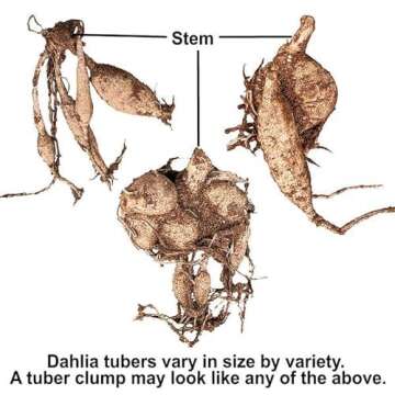 Brown Sugar Dahlia Tubers for Stunning Outdoor Blooms