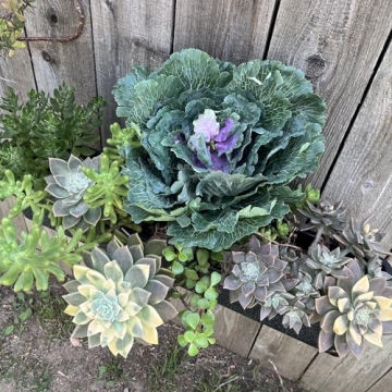 Admired By Nature Realistic Faux Cabbage Plant Decor