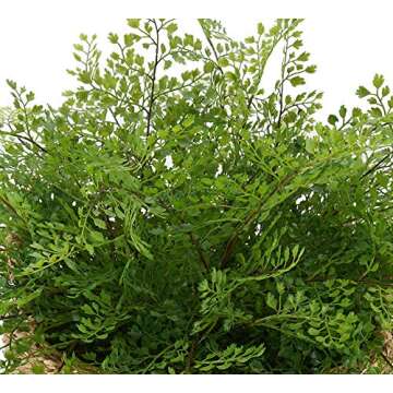 House of Silk Flowers Faux Fern in Seagrass Tray Basket (Maidenhair Fern)