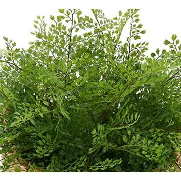 House of Silk Flowers Faux Fern in Seagrass Tray Basket (Maidenhair Fern)
