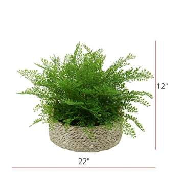 House of Silk Flowers Faux Fern in Seagrass Tray Basket (Maidenhair Fern)