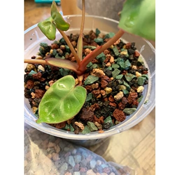 18lb Natural Lava Rocks for Plants - Ideal for Succulents