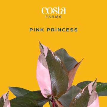 Costa Farms Pink Princess Philodendron, Unique Live Indoor Plant with Variegated Leaves, Perfect for...