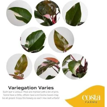 Costa Farms Pink Princess Philodendron Houseplant 1 Foot Tall