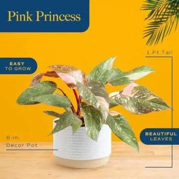 Costa Farms Pink Princess Philodendron Houseplant 1 Foot Tall