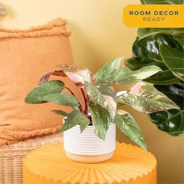 Costa Farms Pink Princess Philodendron Houseplant 1 Foot Tall