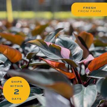 Costa Farms Pink Princess Philodendron Houseplant 1 Foot Tall