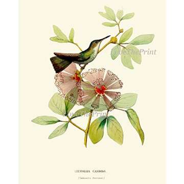 Hummingbirds Botanical Wall Art Home Decor Print Set of 4 Pink Green Antique Beautiful Tripical Birds Flowers Plants Illustration Home Room Decor Wall Art Unframed LoveThePrint